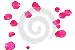 Blurry a group of sweet pink rose corollas on white isolated background with copy space