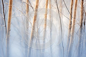 a blurry image of bare trees in the woods