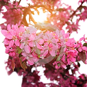 Blurry image of  a branch with pink flowers. Cropped shot of blooming tree. Nature concept.