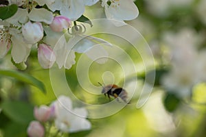 Blurry image of bumblebee flying among apple tree blossoms