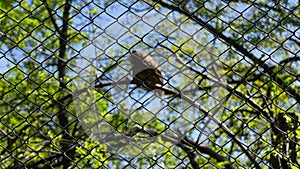 Blurry image of a captive bird