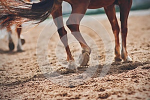 A blurry image of a galloping horse, its tail fluttering in the wind and its hooves kicking up dust