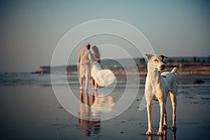 Blurry image of happy couple walking on the beach. In the foreground, a dog stands on the sand. Man and woman in an embrace are