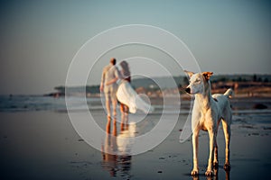 Blurry image of happy couple walking on the beach. In the foreground, a dog stands on the sand. Man and woman in an embrace are