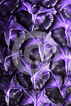 Blurry image of pineapple texture background, violet colors. Colorful food texture.