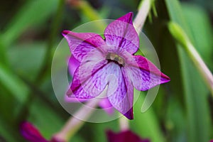 Blurry image of purple flower over green leaves background, horizontal view.