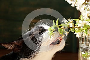 Blurry Image Of Tuxedo Cat And Flowers. Animals, Pets, Nature Concept. Cropped Shot Of A Cat Sniffing White Flowers.