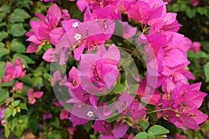 Blurry images of beautiful hibiscus flowers are perfect for making backgrounds., Multiple  flowers And green leaves, Beautiful hib photo