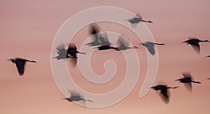 Blurry Little Egret Silhouettes at Sunrise