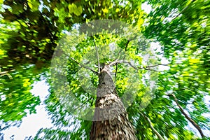 Blurry motion of green tree with zoom out technique