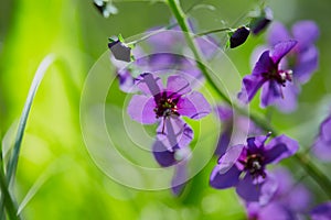 Blurry natural background. Floral background Natural background in violet-green tones. Violet-lilac flower