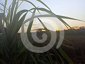 Blurry and natural background of green sugar cane leaves and the sunset in the field. Natural backgrounds.