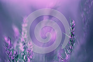 Blurry natural background in lilac-violet tones. Tender background with meadow grass. Natural summer magic background