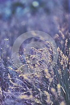 Blurry natural background. Natural background with grass in the field. Blurred image of meadow grass with bokeh