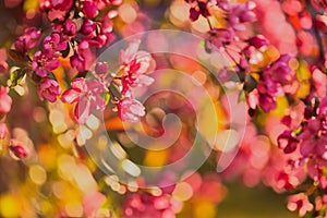 Blurry natural background. Spring flowering background. Sunny day. Art background with pink bloom. Red yellow natural background