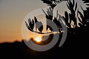 Blurry olive branches on sunset.