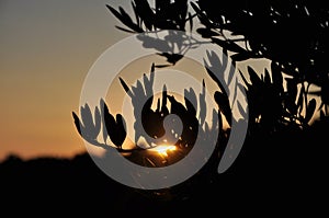 Blurry olive branches on sunset. Summer holiday background.Sunset on touristic destination island Losinj, Croatia