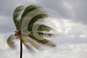 Blurry Palm tree in the wind