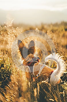 A blurry papillon puppy sits in the thick yellow grass and watches the dawn