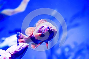 Blurry photo of black hamlet fish Hypoplectrus nigricans in a sea aquarium