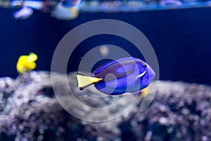 Blurry photo of a Blue Tang Fish Paracanthurus hepatus or Dory in a Sea Aquarium