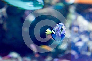 Blurry photo of a Blue Tang Fish Paracanthurus hepatus or Dory in a Sea Aquarium