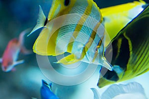 Blurry photo of a Copperband butterflyfish beaked coral fish in a sea aquarium