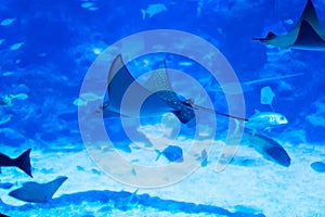 Blurry photo of an Eagle ray Myliobatidae in a sea aquarium