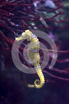 Blurry photo of a lined seahorse Hippocampus erectus in a sea aquarium