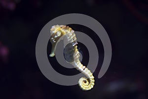 Blurry photo of a lined seahorse Hippocampus erectus in a sea aquarium