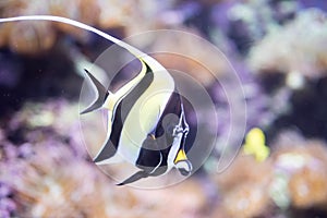 Blurry photo of Moorish idol fish Zanclus cornutus in a clear aquarium