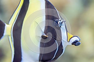 Blurry photo of Moorish idol fish Zanclus cornutus in a sea aquarium