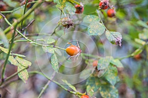 Blurry photo, shallow depth of field. Rose hips contain a large amount of antioxidants, mainly polyphenols and ascorbic acid, as