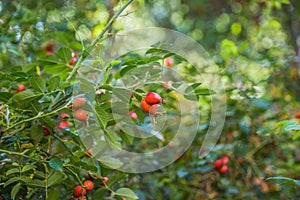 Blurry photo, shallow depth of field. Rose hips contain a large amount of antioxidants, mainly polyphenols and ascorbic acid, as