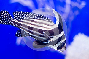 Blurry photo of a Spotted drum spotted ribbonfish in blue background in a sea aquarium