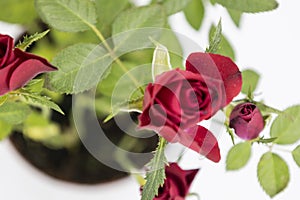 Blurry red rose with leaves.The beautiful young red roses with green leaves on the white background