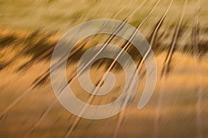 Blurry of Rice fields