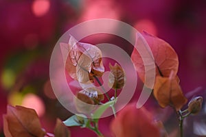 Bokeh rose leaf background HD wallpaper