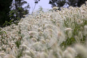 Blurry shot of feathertop grass field.