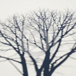 Blurry silhouette of bare tree branches against a white background