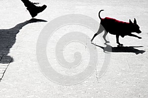 Blurry silhouette shadow of a small dog and its owner