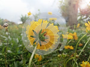 Blurry soft background of yellow cosmos flowers. Low back angle of yellow garden cosmos flower. Spring or summer flower background