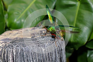 Blurry soft buprestoidea flying insects,Sternocera aequisignata