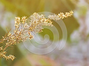 Blurry and softness of dry flower with soft sunlight