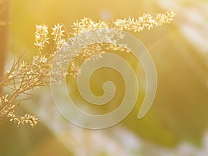 Blurry and softness of dry flower with soft sunlight