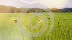 Blurry spring rice field backgrounds with sunlight and lens flare