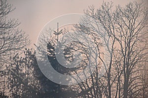 Blurry treetops on a pink sky