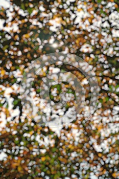 Blurry view of the green and yellow leaves foliage for background or backdrop