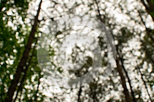 Blurry View Looking up into Tree Canopy