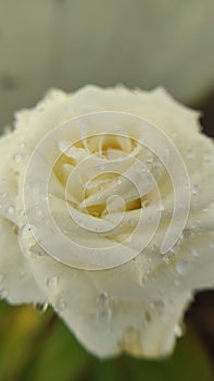 a blurry white rose single